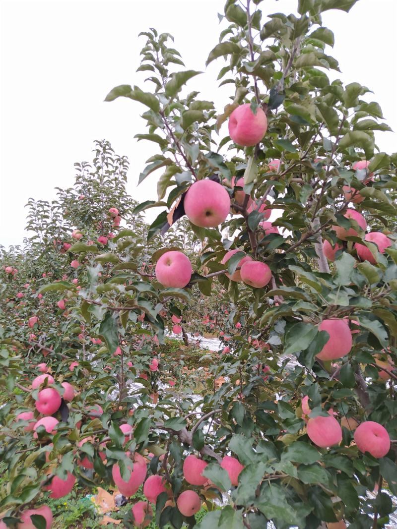 绥中县韩富苹果基地，现大量上市，口感好，皮毛亮，诚信代收