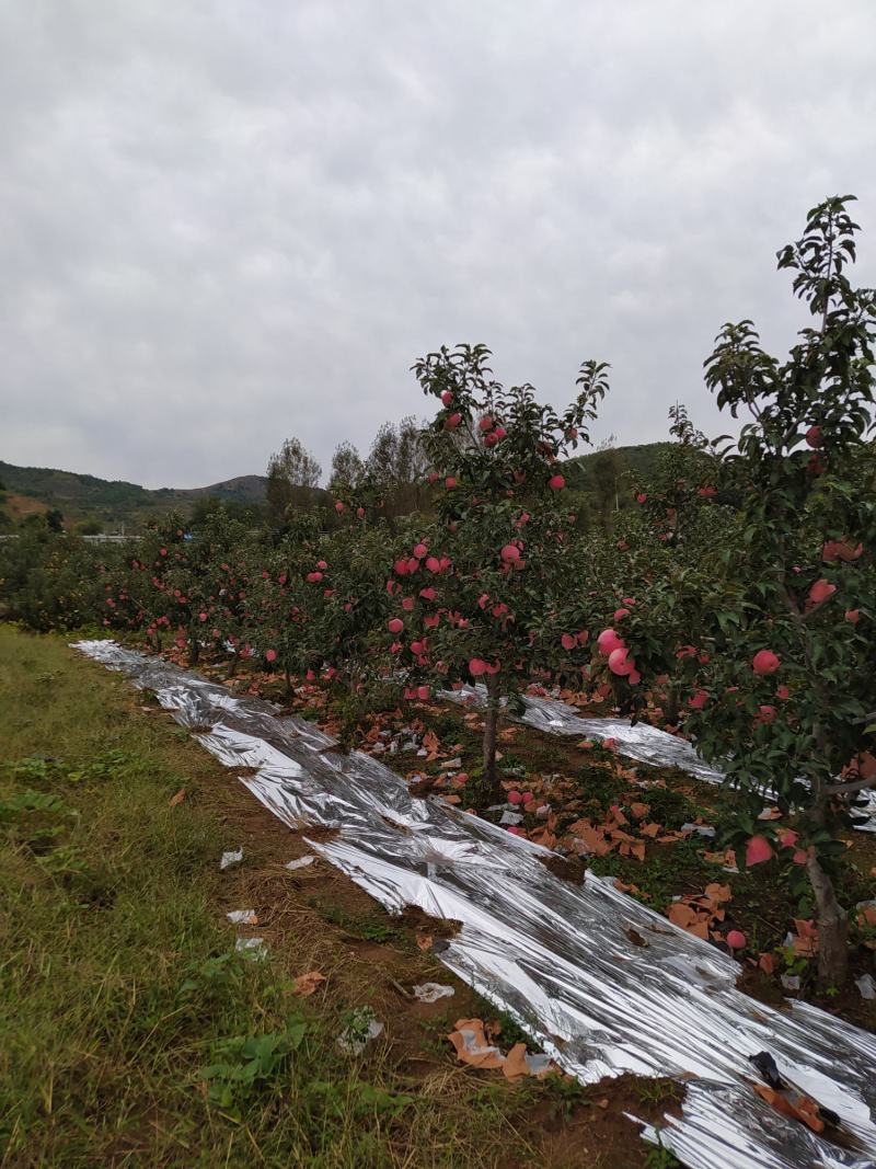 绥中县韩富苹果基地，现大量上市，口感好，皮毛亮，诚信代收