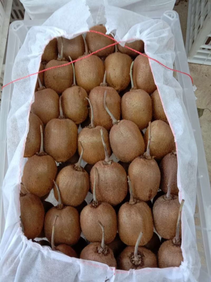 陕西绿心猕猴桃