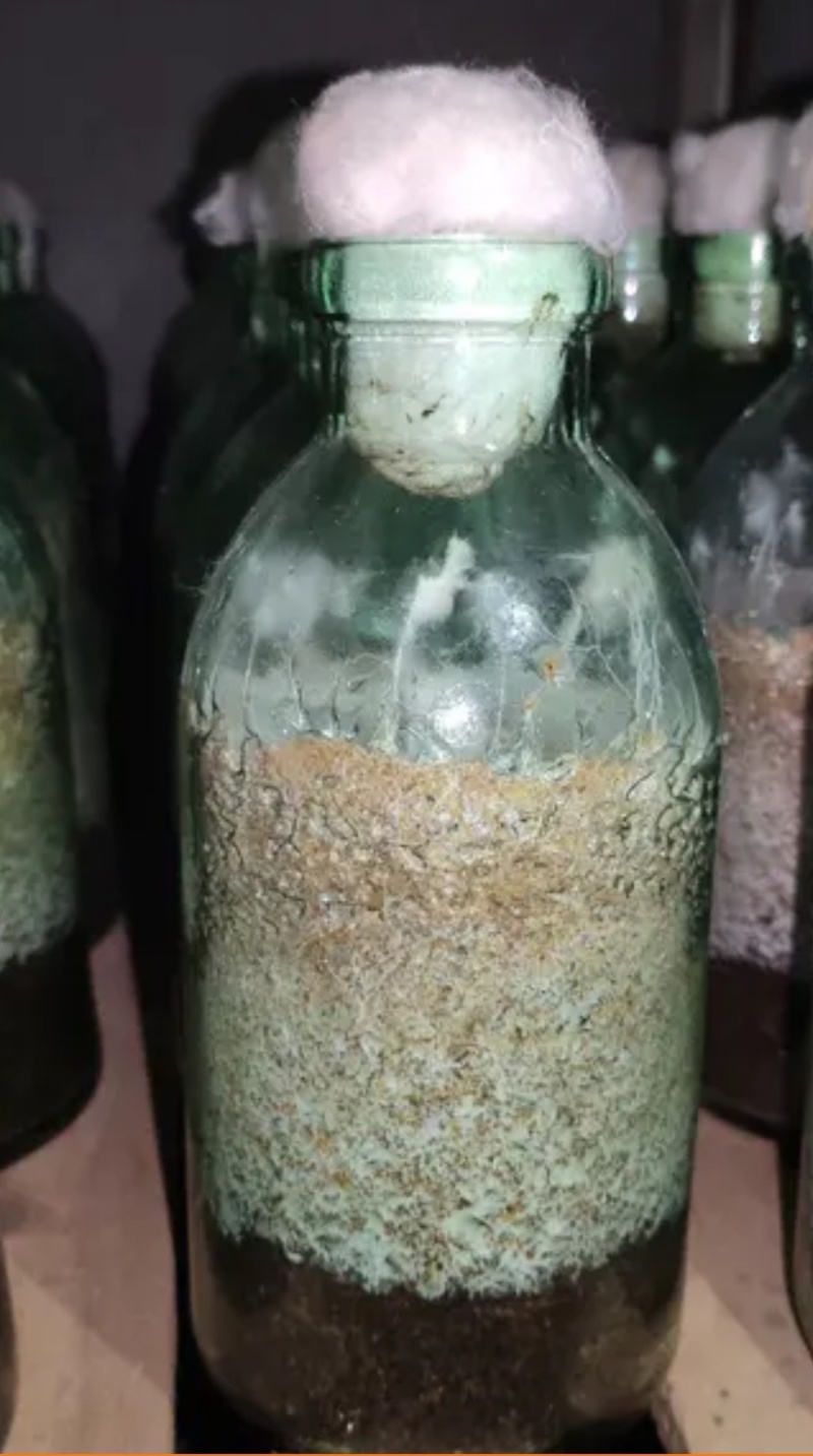 大球盖菇菌种批发，赤松茸可食用菌适合家庭种植。