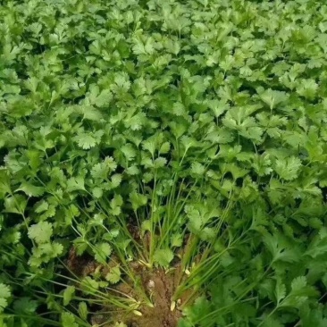 意大利安瑟米香菜种子，大叶速生，耐寒耐抽苔，味浓