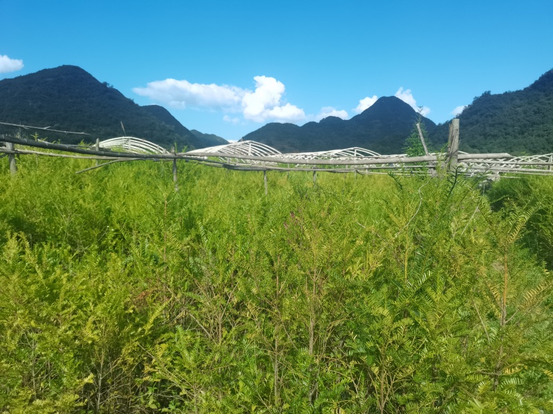 红豆杉