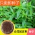 白花蛇舌草种子药材种子蛇脷草种子四季春秋播阳台盆栽十字草