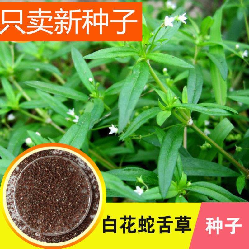 白花蛇舌草种子药材种子蛇脷草种子四季春秋播阳台盆栽十字草