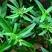 白花蛇舌草种子药材种子蛇脷草种子四季春秋播阳台盆栽十字草
