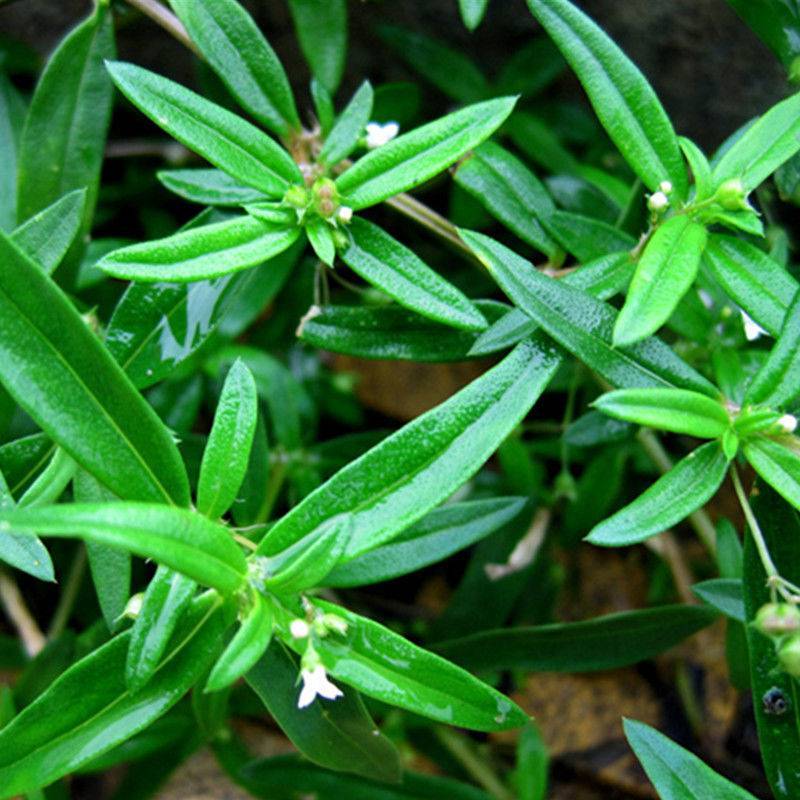 白花蛇舌草种子药材种子蛇脷草种子四季春秋播阳台盆栽十字草