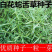 白花蛇舌草种子药材种子蛇脷草种子四季春秋播阳台盆栽十字草