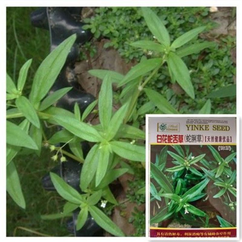 白花蛇舌草种子药材种子蛇脷草种子四季春秋播阳台盆栽十字草