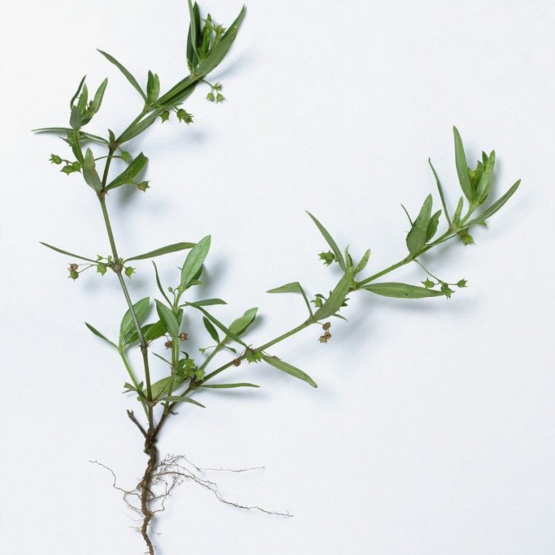 白花蛇舌草种子药材种子蛇脷草种子四季春秋播阳台盆栽十字草