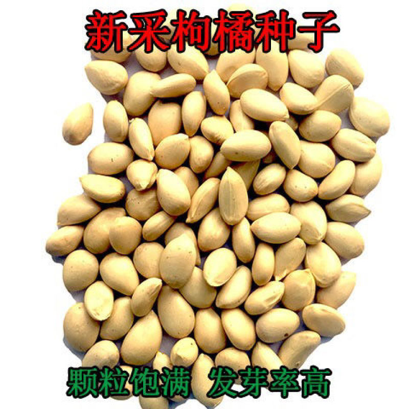 枳壳种子枸橘种子-大量枸枳实种子铁篱寨种子-嫁接柑橘