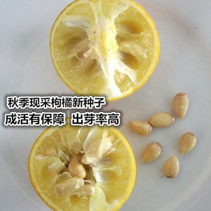 枳壳种子枸橘种子-大量枸枳实种子铁篱寨种子-嫁接柑橘