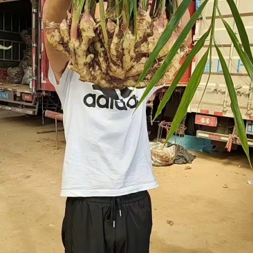 小黄姜产地直销，一手货源保质保量，坏烂包赔