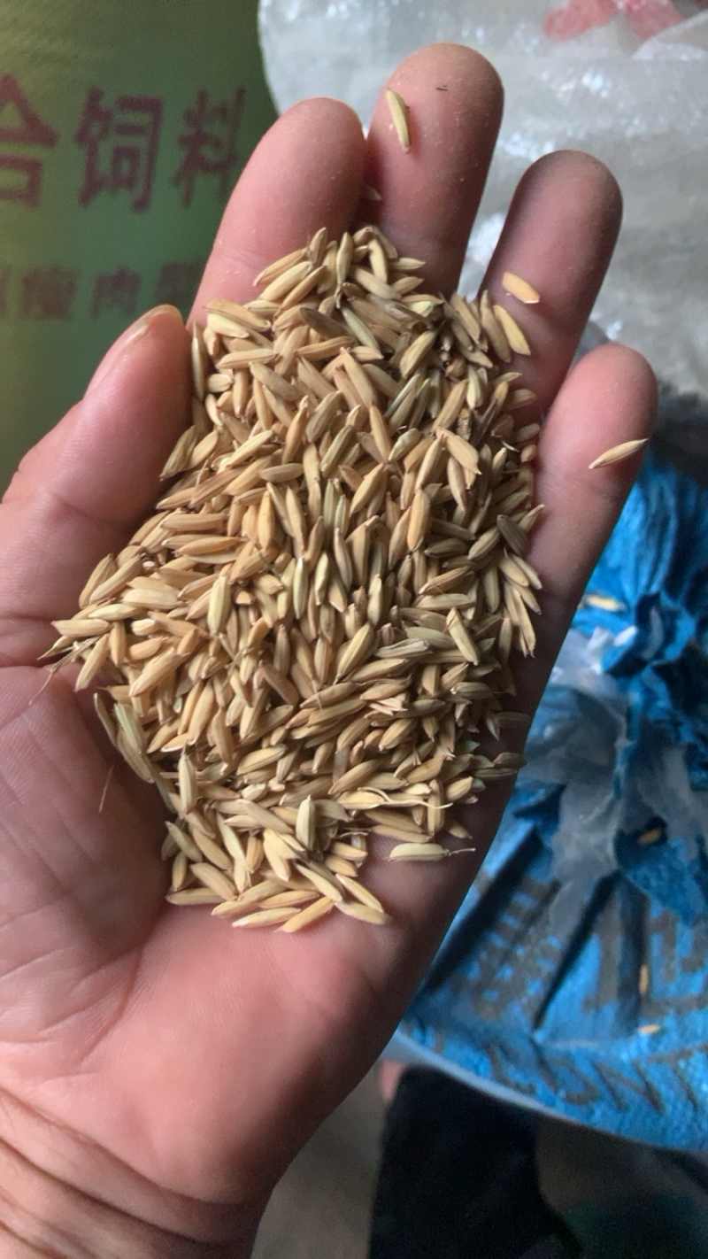 饲料稻谷，米糠，稻壳