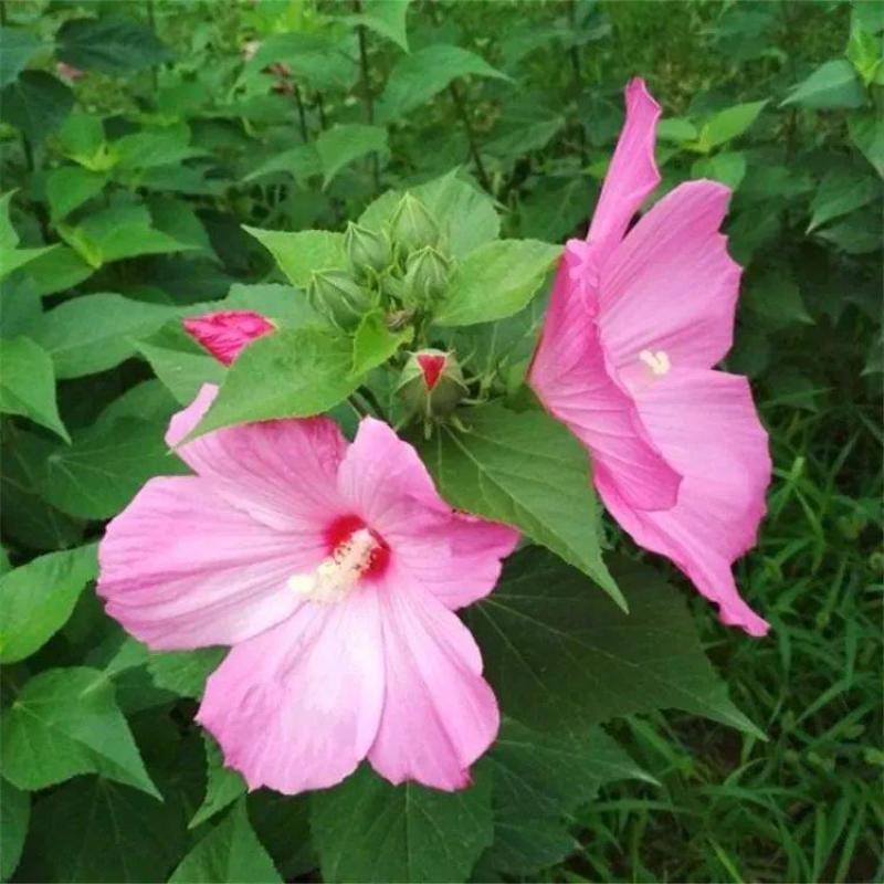 芙蓉葵种子新采大花秋葵种子草芙蓉四季种耐寒耐阴多年生宿根