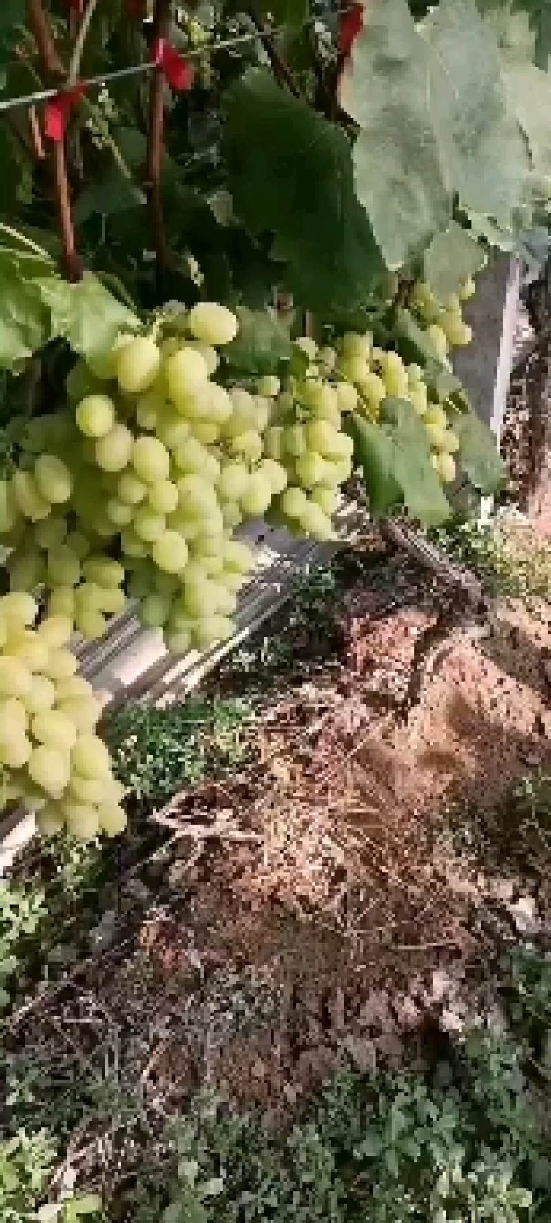 白玫瑰葡萄泽山一号葡萄基地，发全国各地水果市场