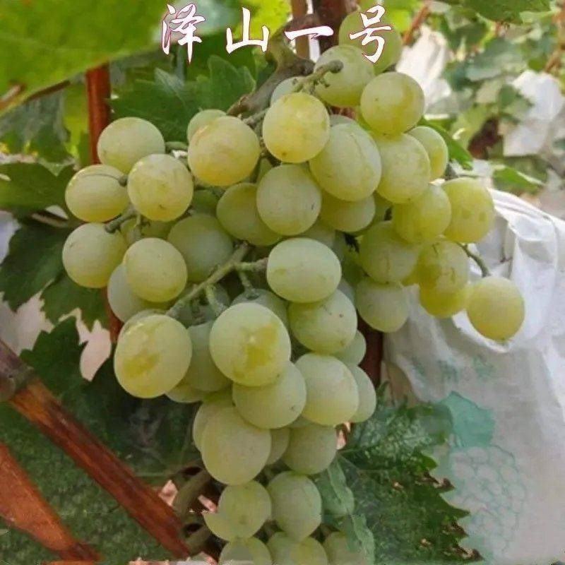 白玫瑰葡萄泽山一号葡萄基地，发全国各地水果市场