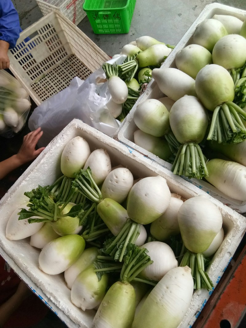 萝卜（新鮮圆萝卜現货）