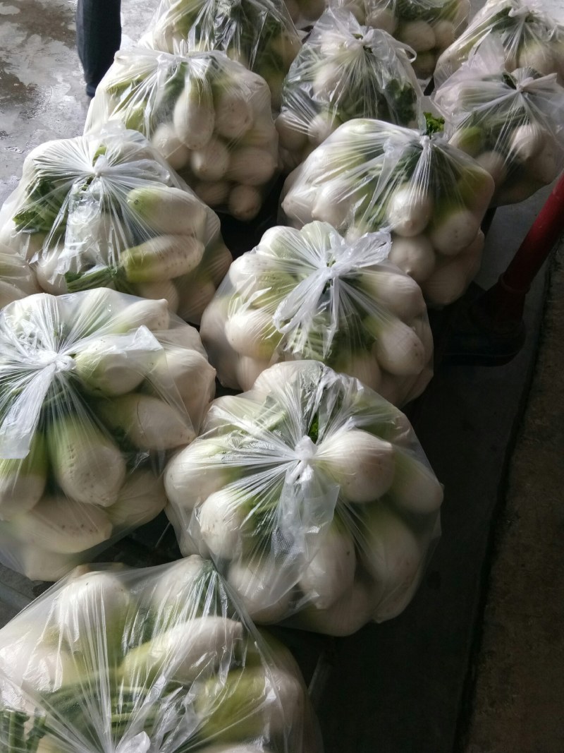 萝卜（新鮮圆萝卜現货）