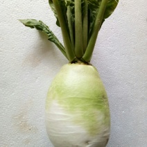 萝卜（新鮮圆萝卜現货）