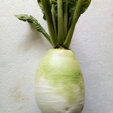 萝卜（新鮮圆萝卜現货）