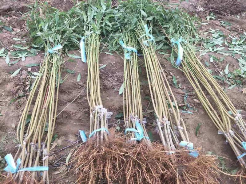 桃树苗低价桃树苗木基地《让农户放心桃树批发基地质壮苗纯