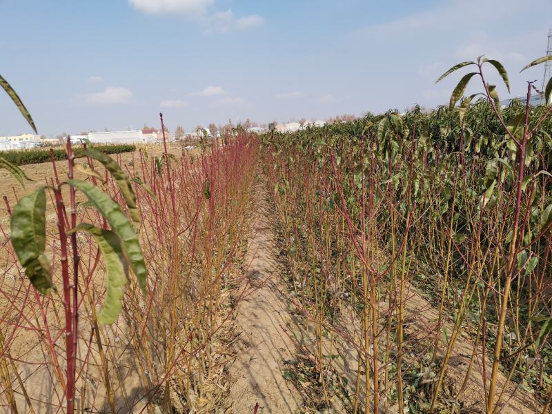 桃树苗低价桃树苗木基地《让农户放心桃树批发基地质壮苗纯