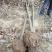 绿化乔木黄山栾树米径4-20公分栾树大量出售