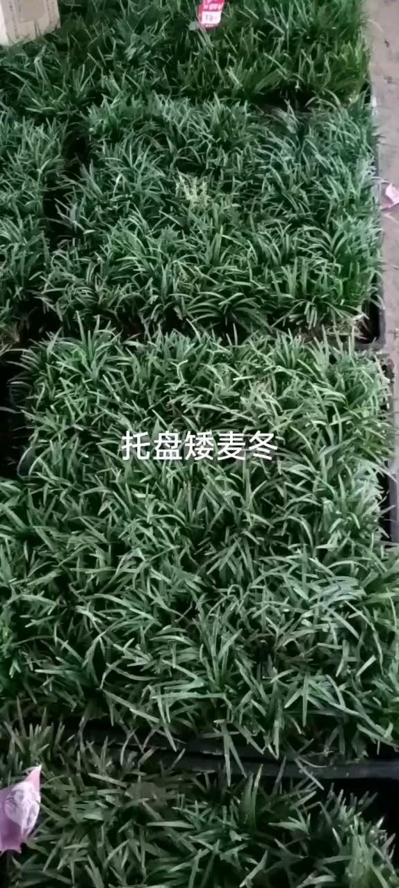 精品矮麦冬！玉龙草！基地直销量大供应中，无中间环节