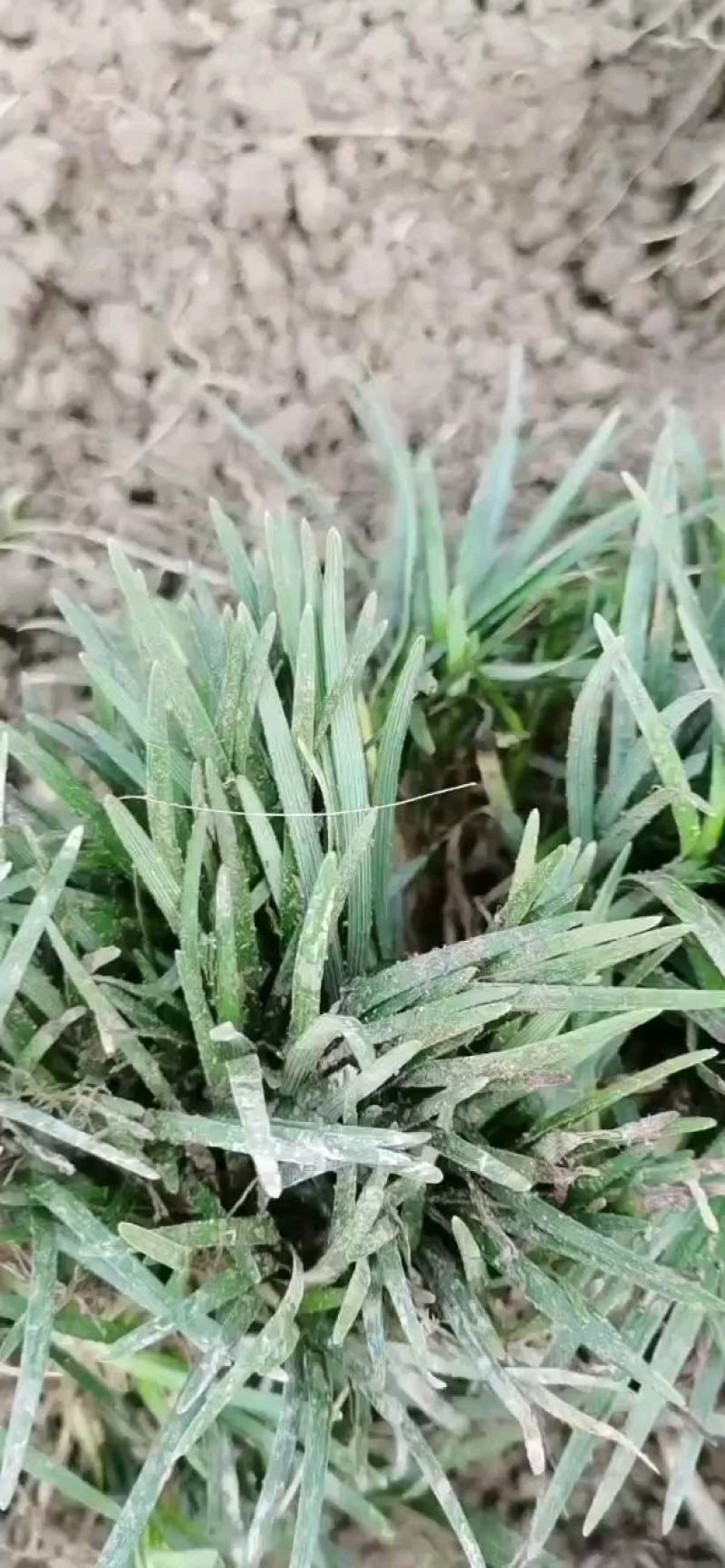 精品矮麦冬！玉龙草！基地直销量大供应中，无中间环节