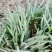 精品矮麦冬!玉龙草!基地直销量大供应中,无中间环节