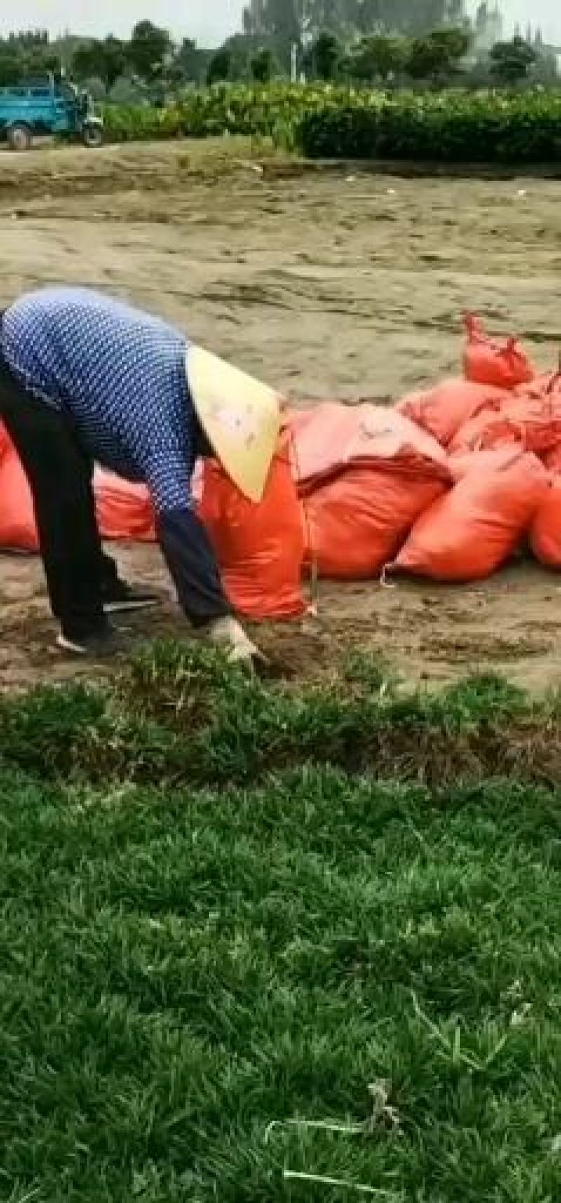 精品矮麦冬！玉龙草！基地直销量大供应中，无中间环节