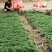 精品矮麦冬!玉龙草!基地直销量大供应中,无中间环节