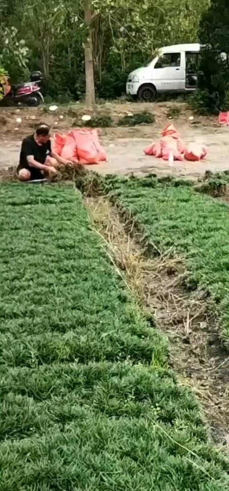 精品矮麦冬！玉龙草！基地直销量大供应中，无中间环节