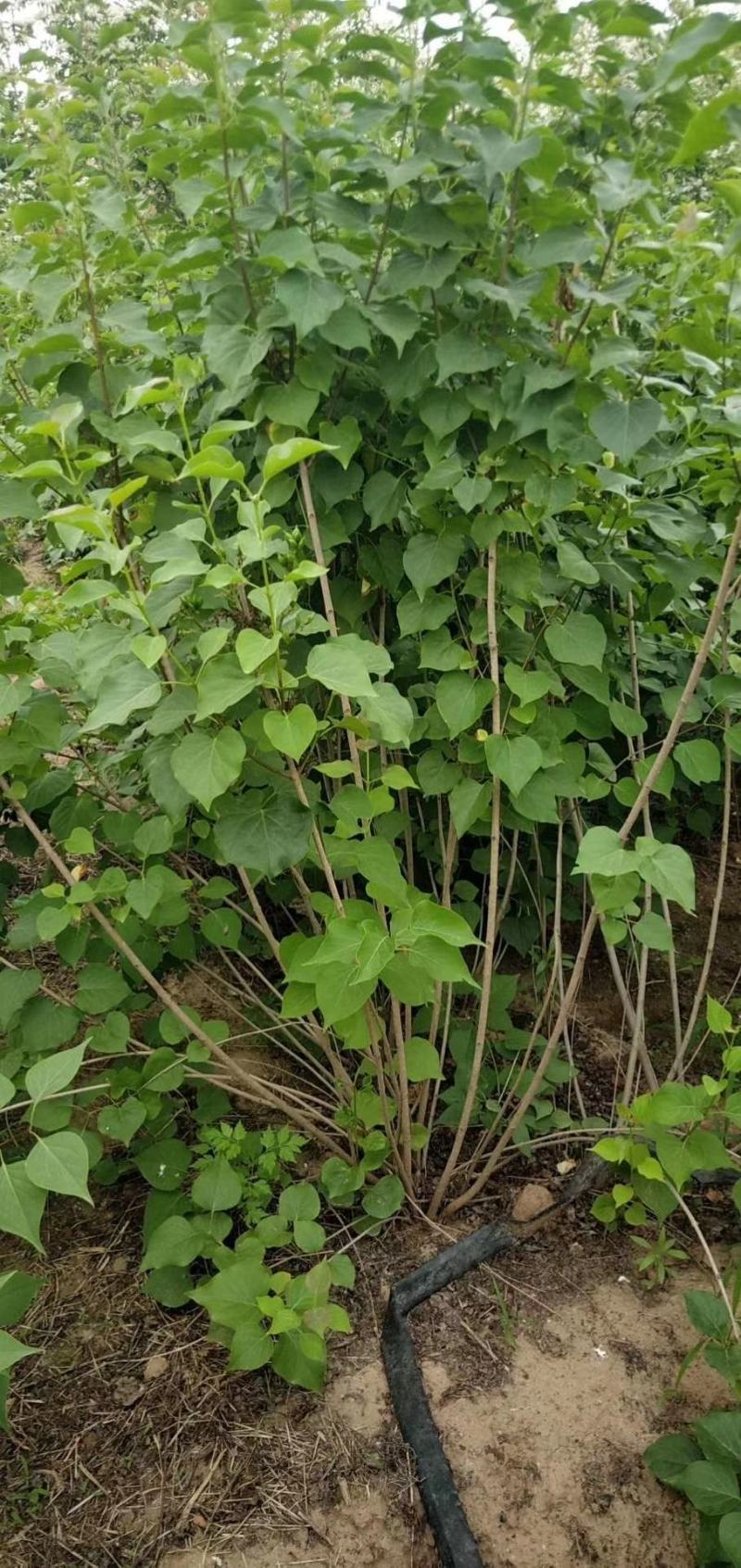 丁香苗，丁香苗基地直销。精品丁香，看苗挖苗，