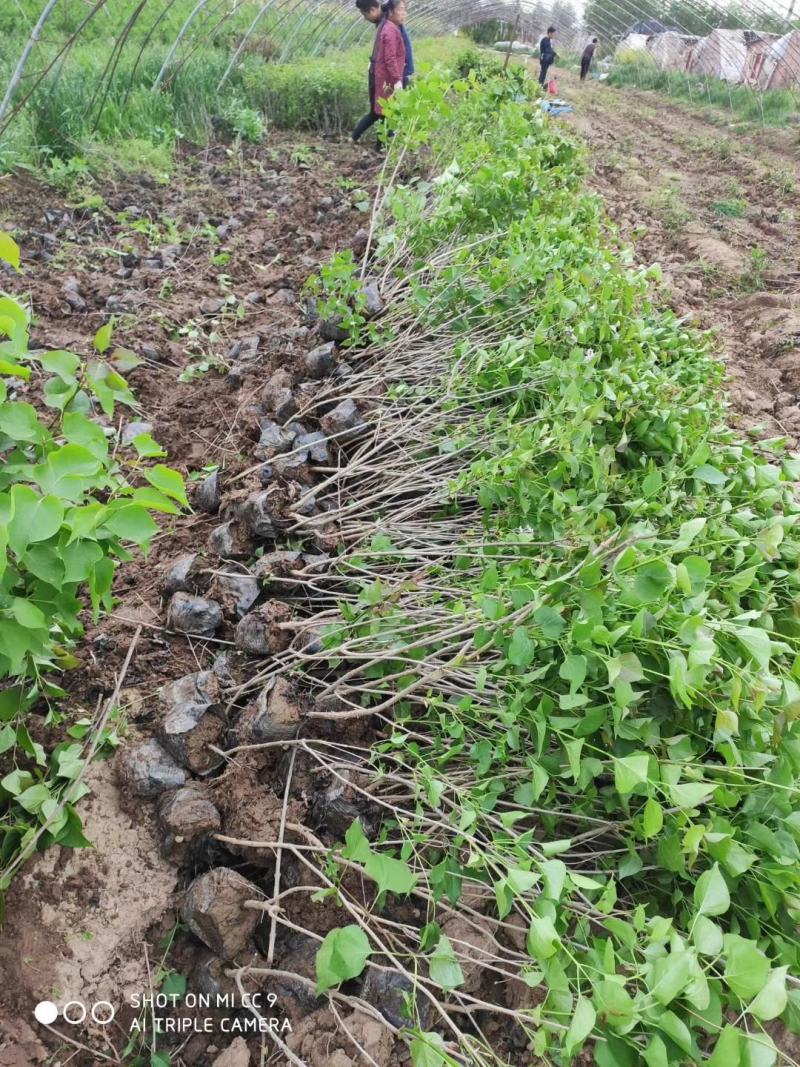 丁香苗，丁香苗基地直销。精品丁香，看苗挖苗，