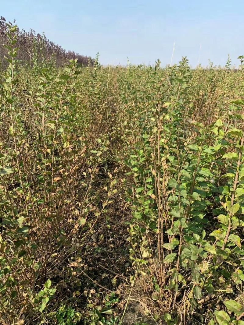 丁香苗，丁香苗基地直销。精品丁香，看苗挖苗，