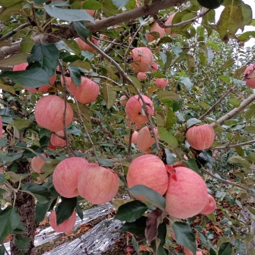 寒富苹果