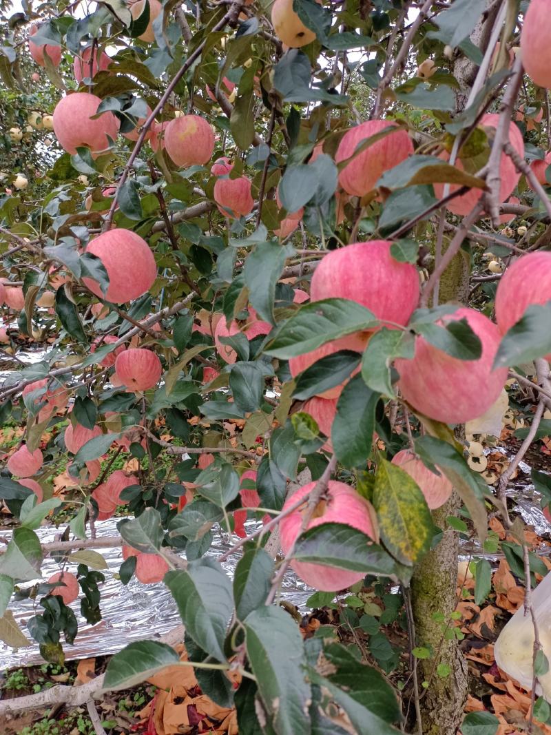 寒富苹果