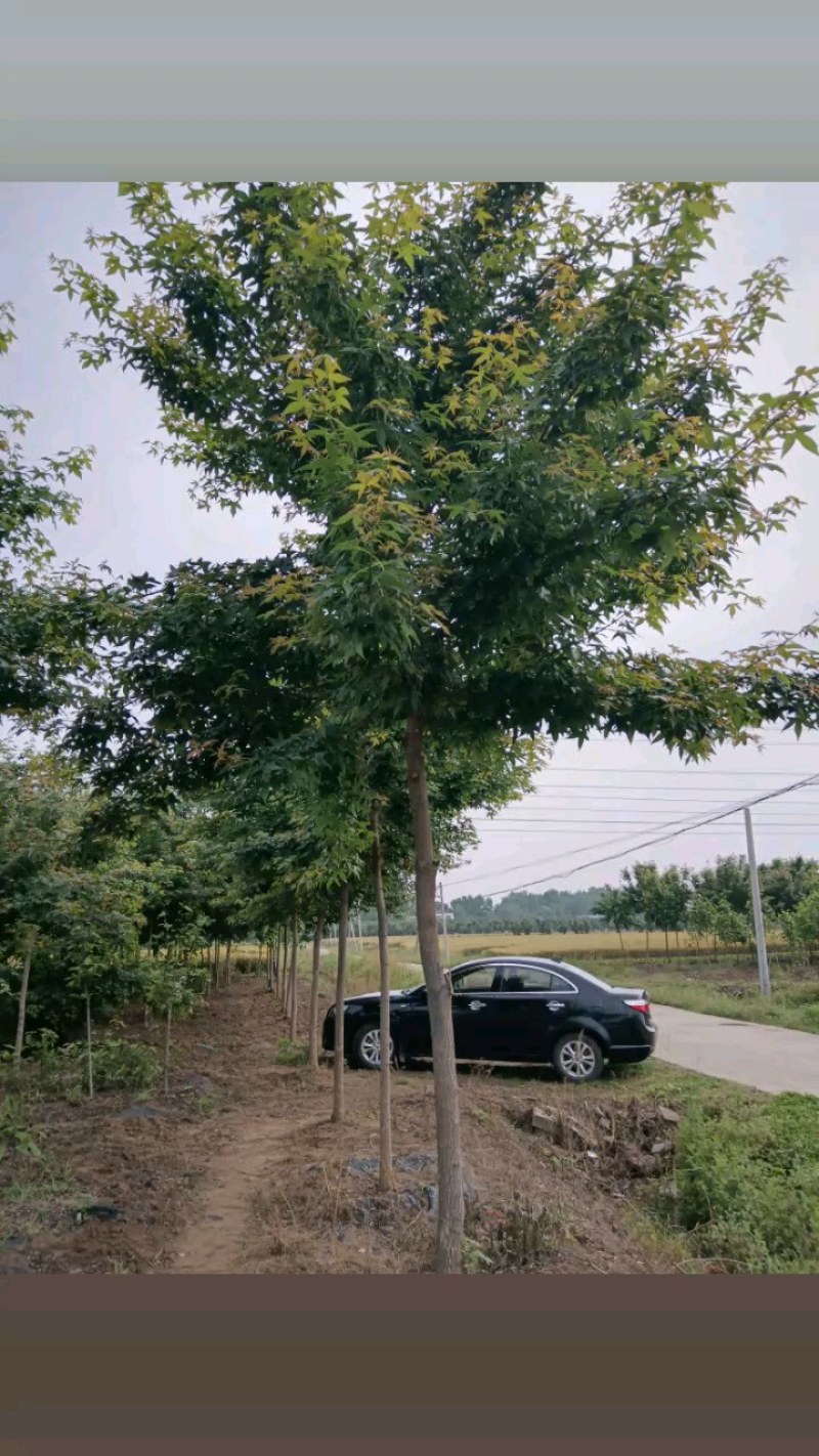 河南南阳南召枫树-五角枫苗圃货现挖价格实惠