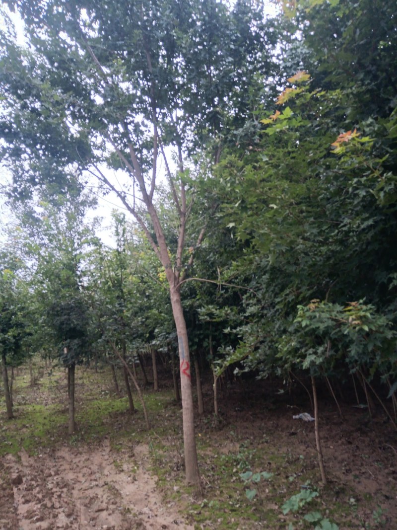河南南阳南召枫树-五角枫苗圃货现挖价格实惠