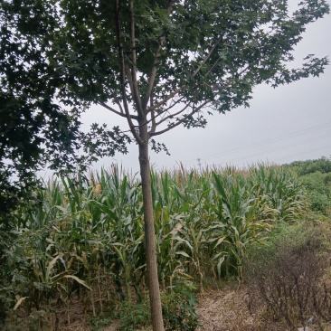 河南南阳南召枫树-五角枫苗圃货现挖价格实惠
