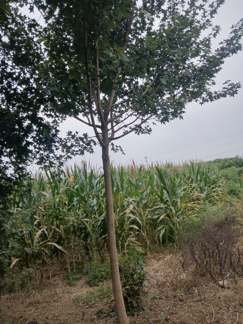 河南南阳南召枫树-五角枫苗圃货现挖价格实惠