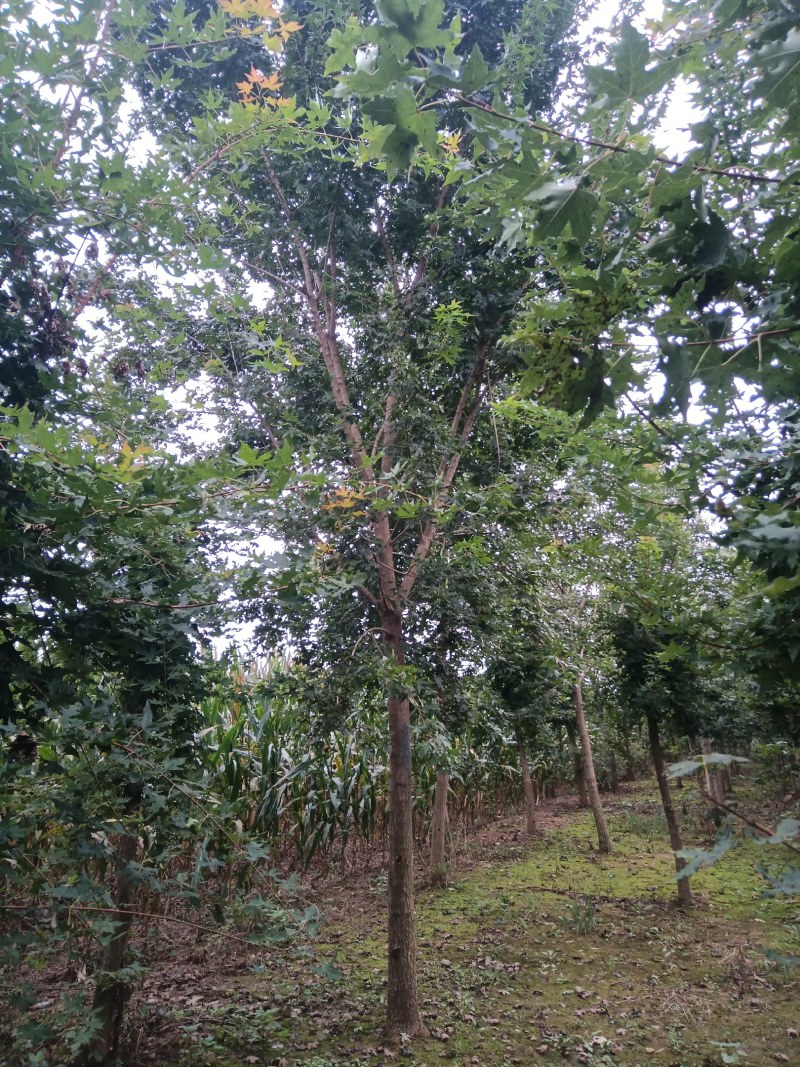河南南阳南召枫树-五角枫苗圃货现挖价格实惠
