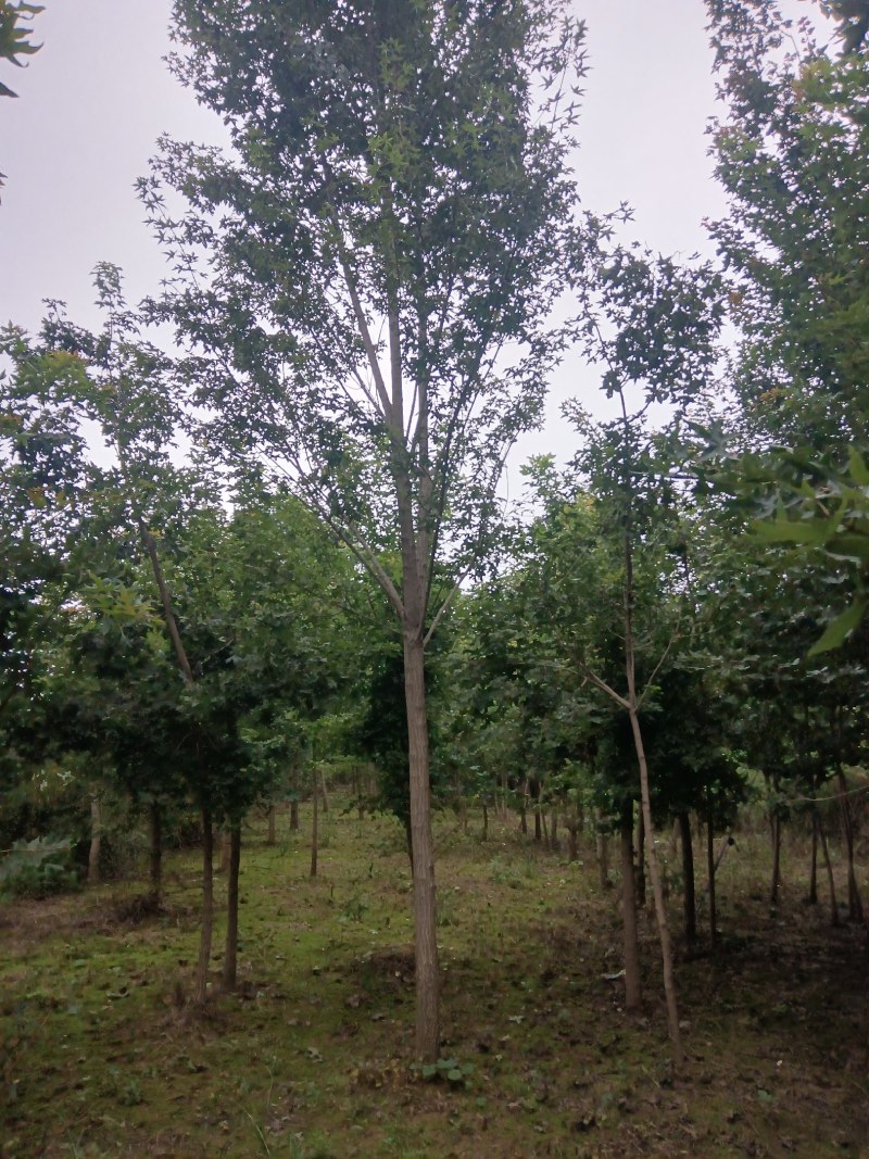 河南南阳南召枫树-五角枫苗圃货现挖价格实惠