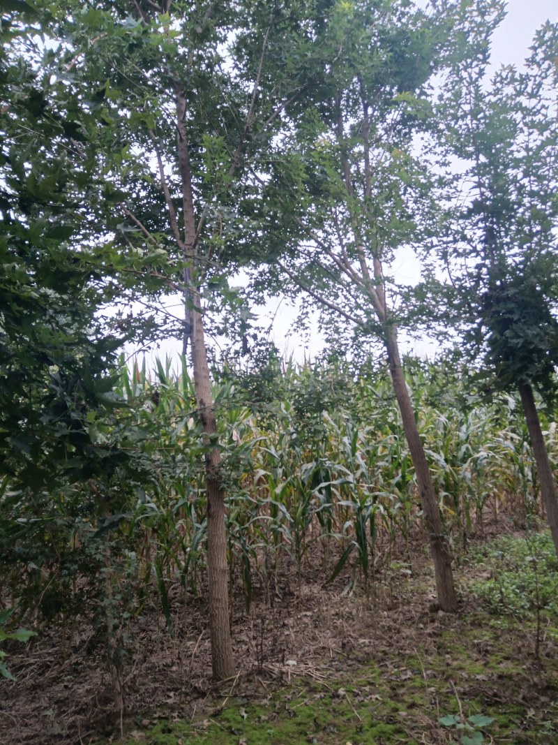 河南南阳南召枫树-五角枫苗圃货现挖价格实惠