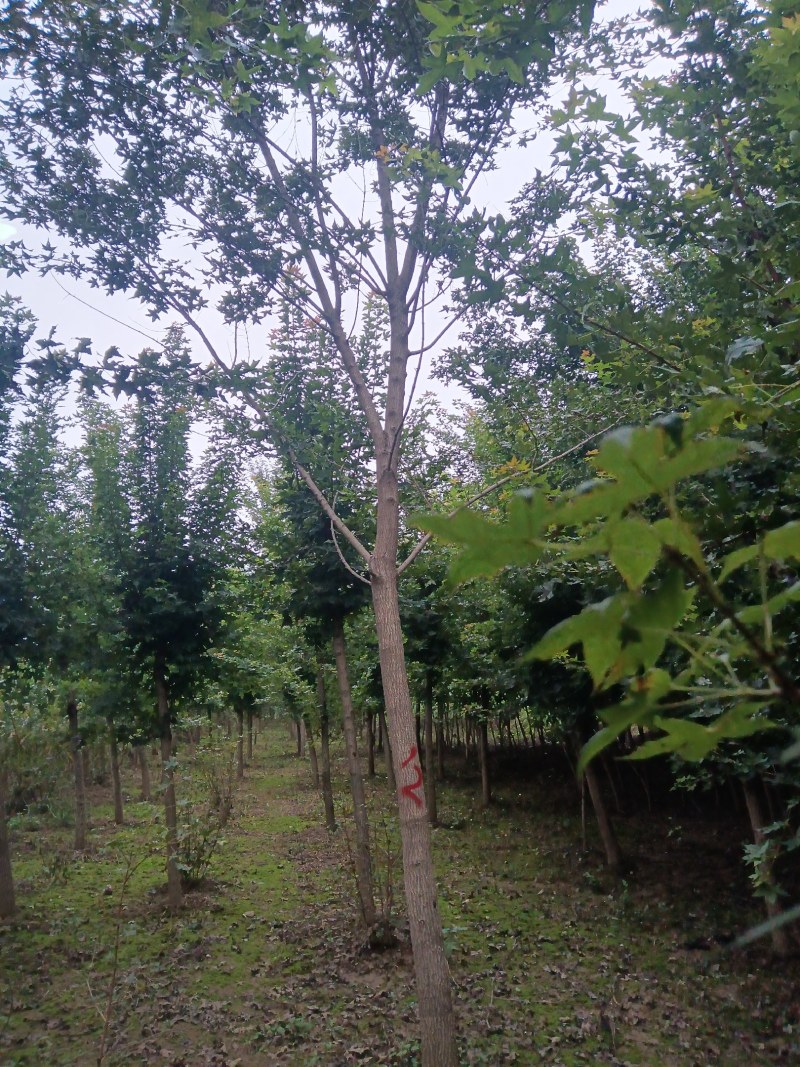 河南南阳南召枫树-五角枫苗圃货现挖价格实惠