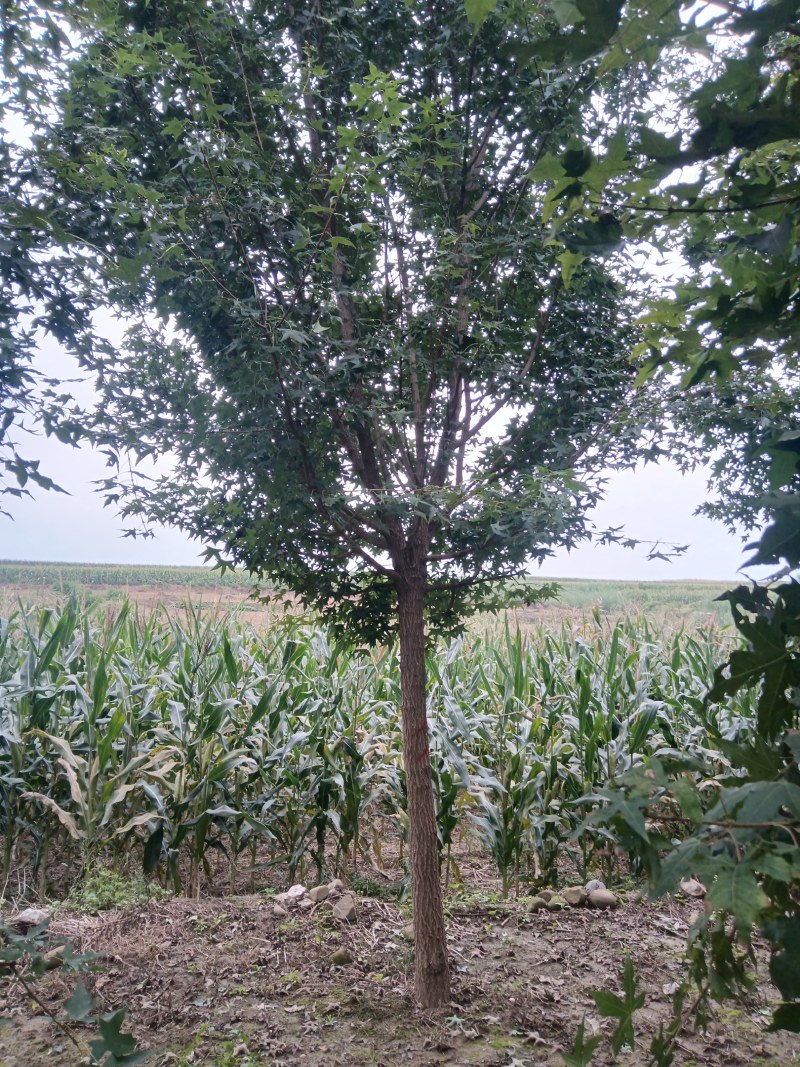 河南南阳南召枫树-五角枫苗圃货现挖价格实惠