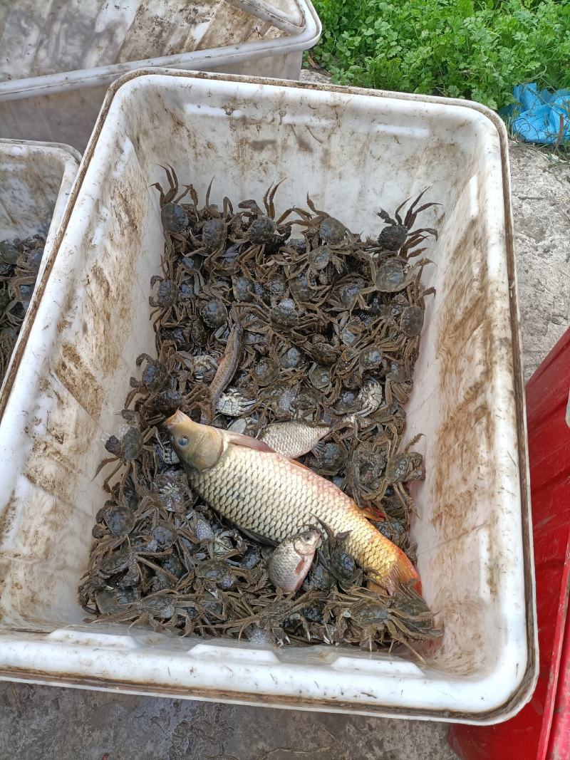 这里是河北唐山，想吃螃蟹快来吧。