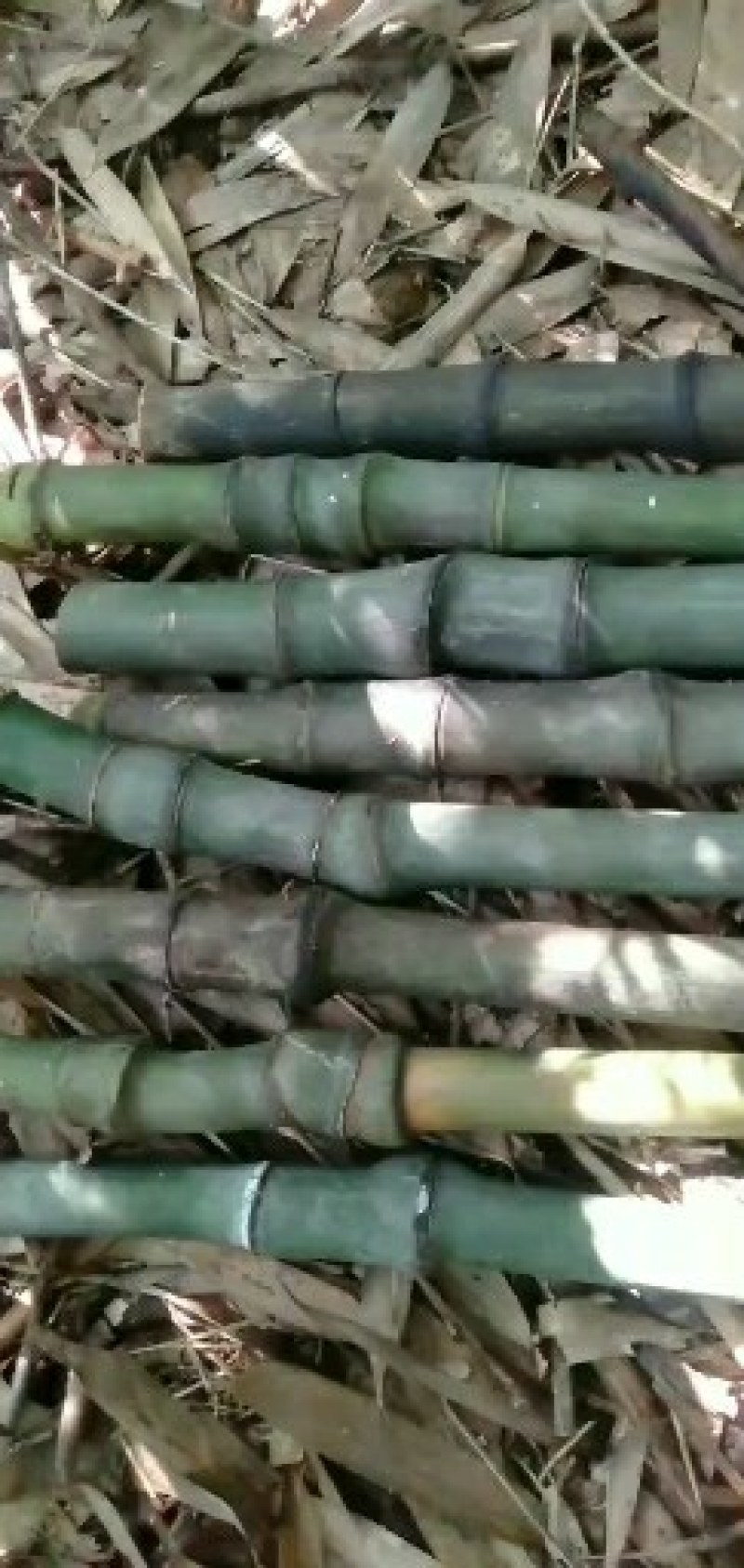 实心玉竹