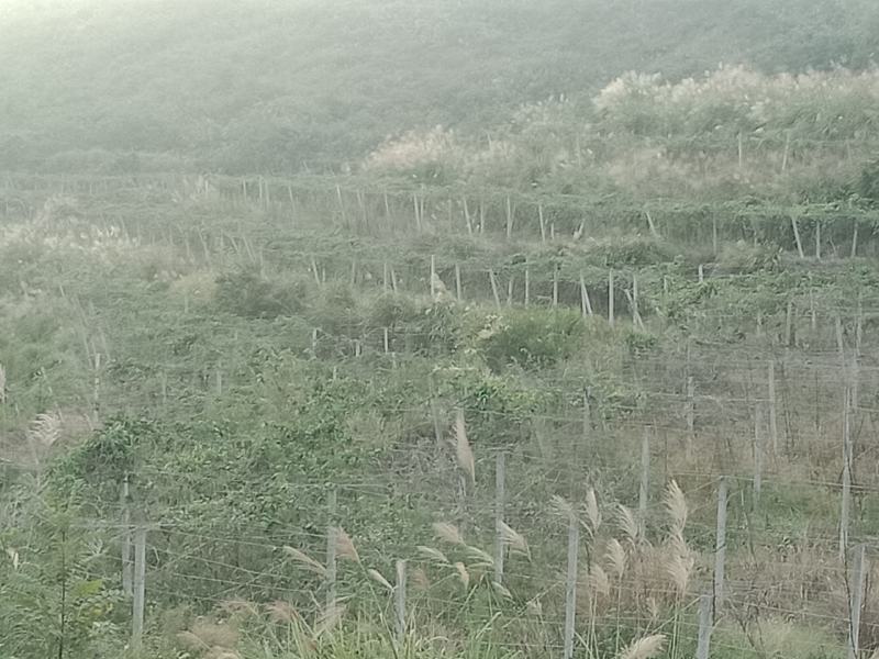 八月瓜直销